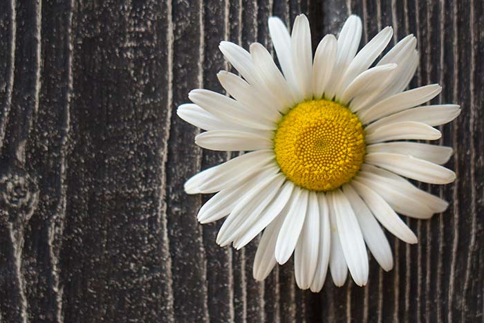 3D Daisy Wall Paper for Home Walls