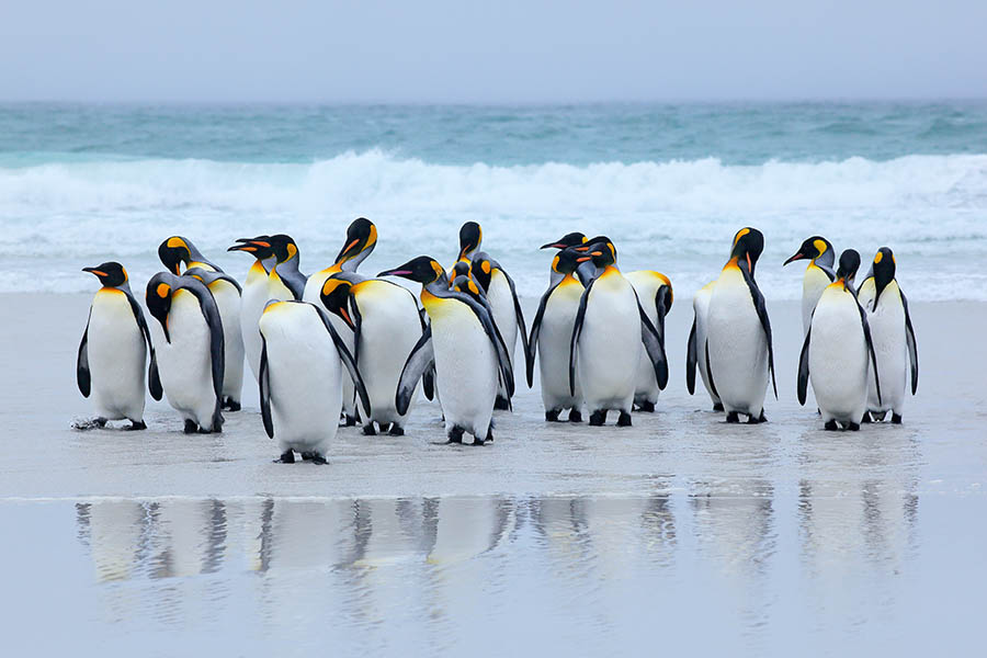 King Penguins Wallpaper for Walls