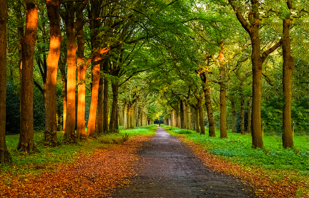 A path with trees and grass