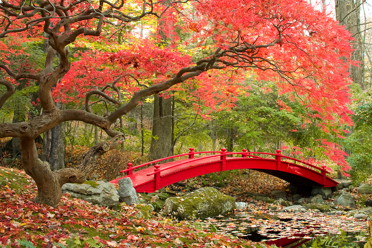 A red bridge over a stream with red leaves