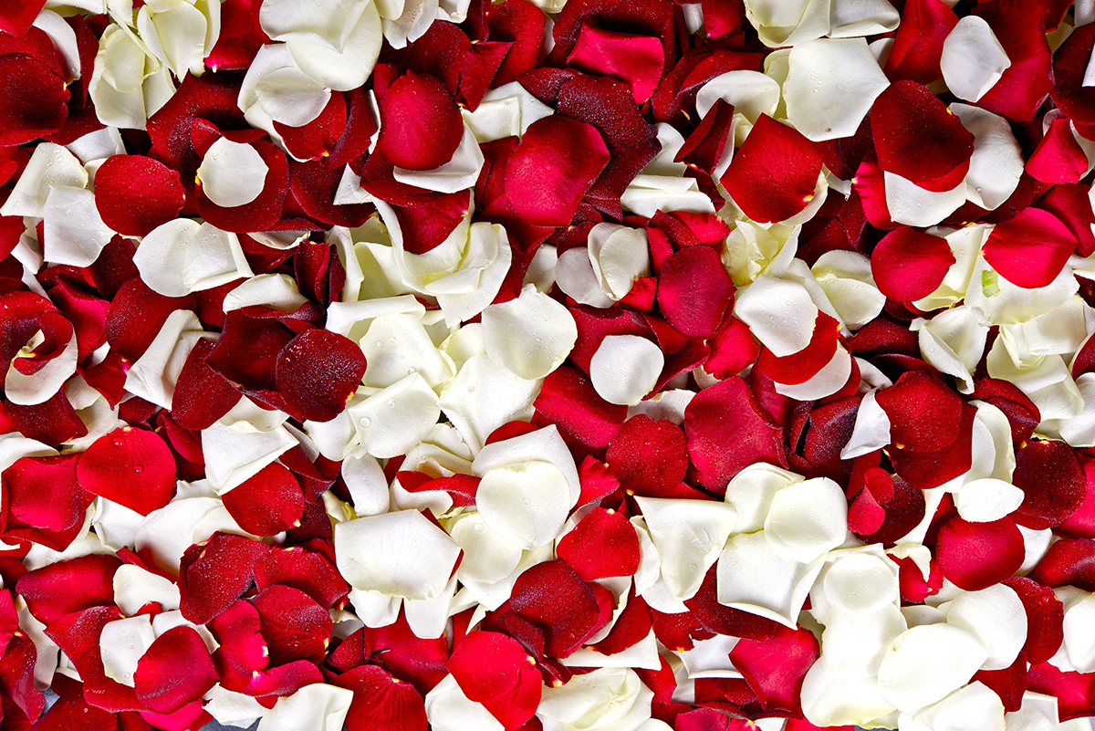 A pile of red and white rose petals