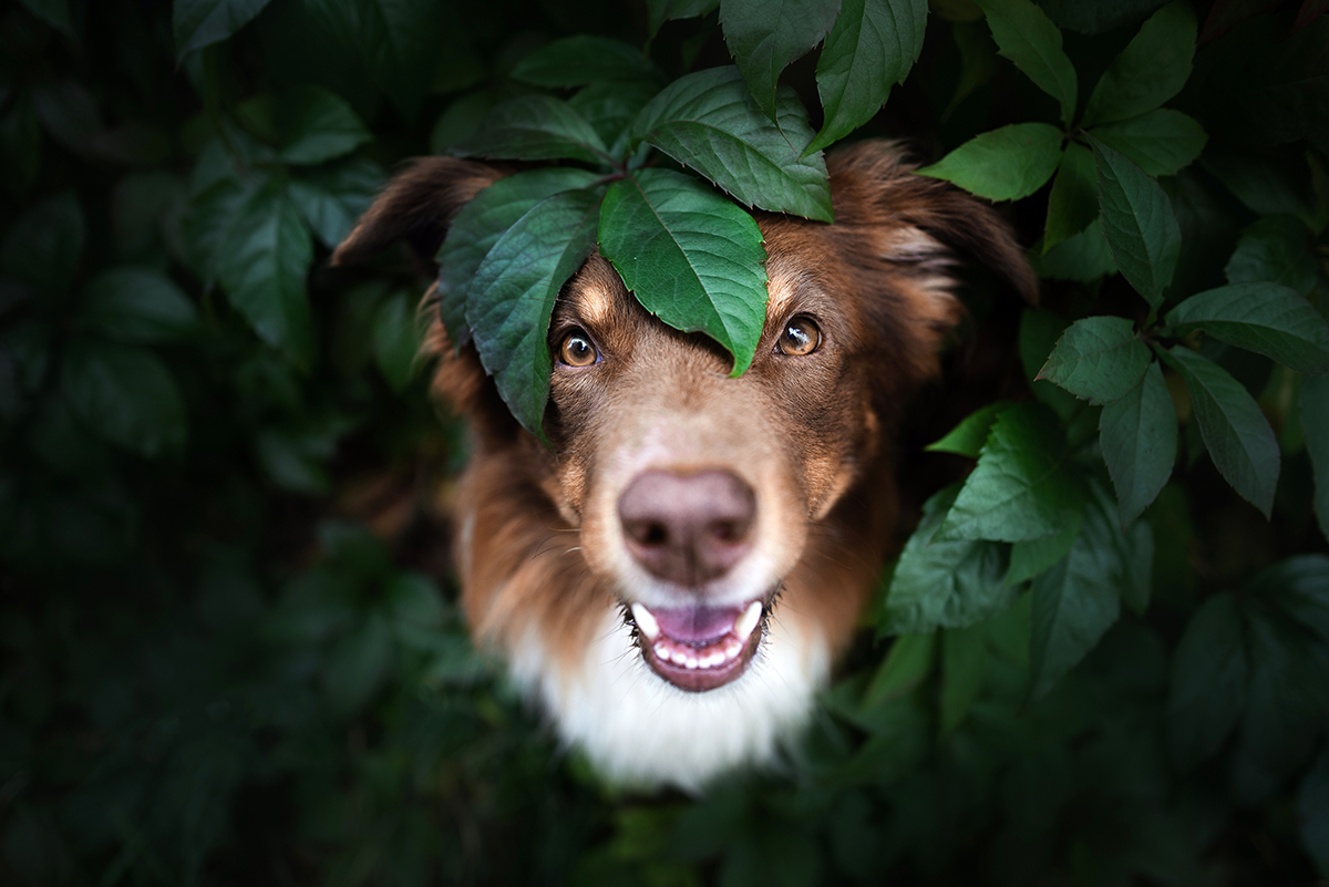 A dog with leaves around its head