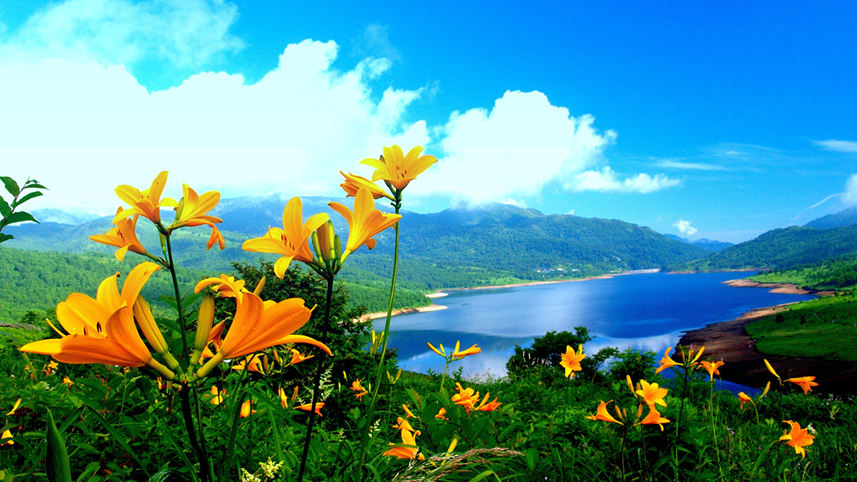 A yellow flowers on a hill with a body of water in the background