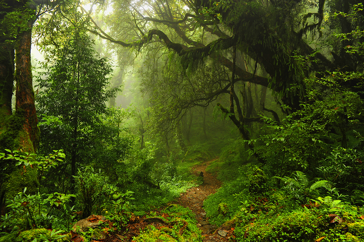 A path through a forest