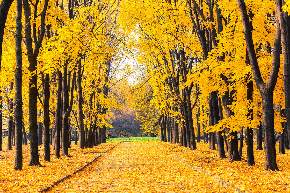 A path with yellow leaves on the ground