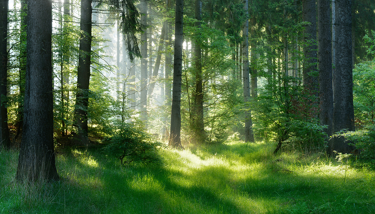 A forest with trees and grass