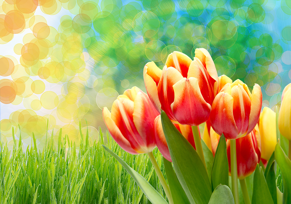 A group of tulips in a field of grass