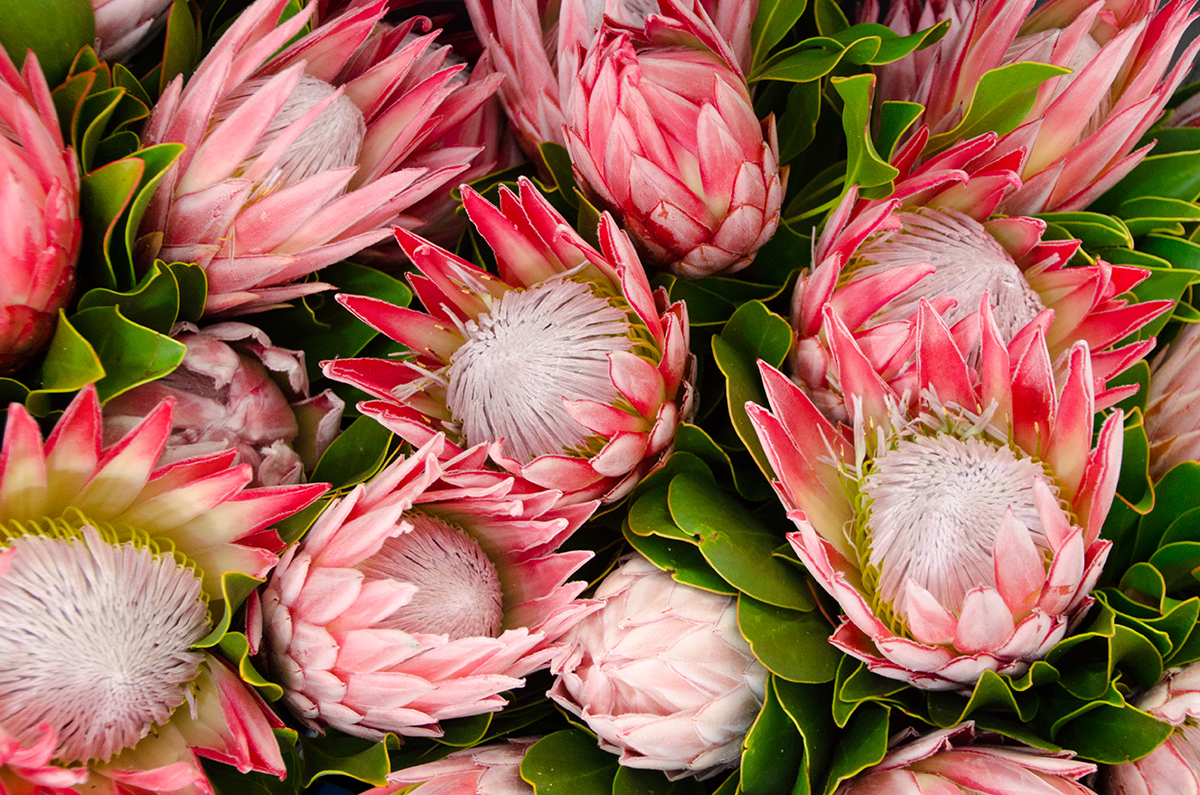 A group of pink flowers