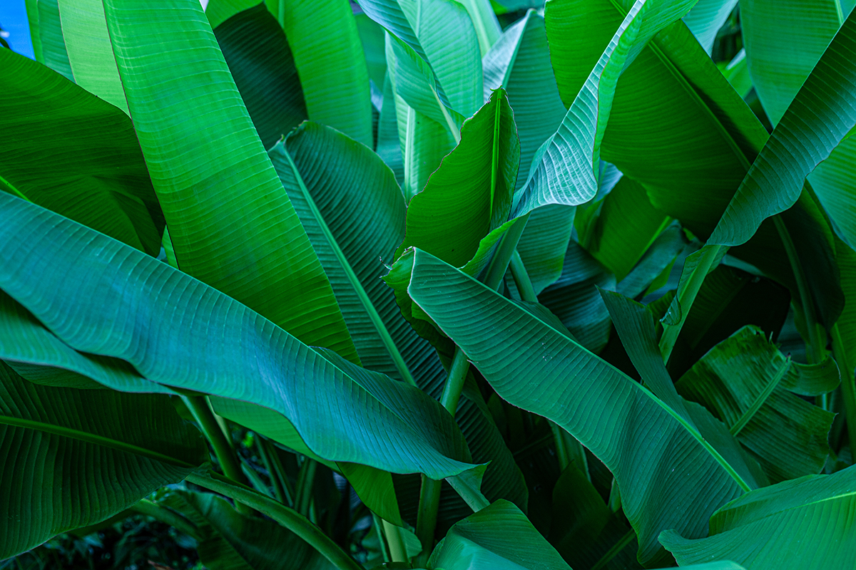 A close up of a plant