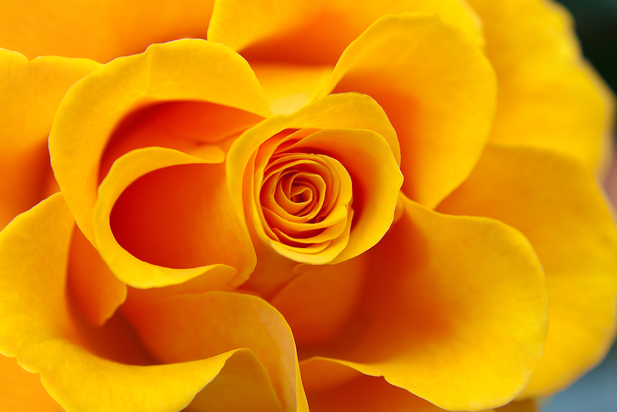 A close up of a yellow rose
