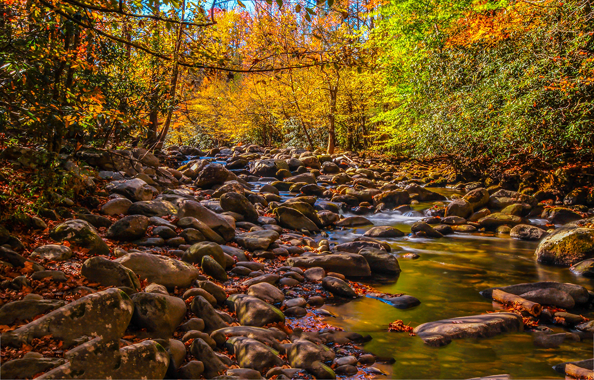 A river with rocks and trees