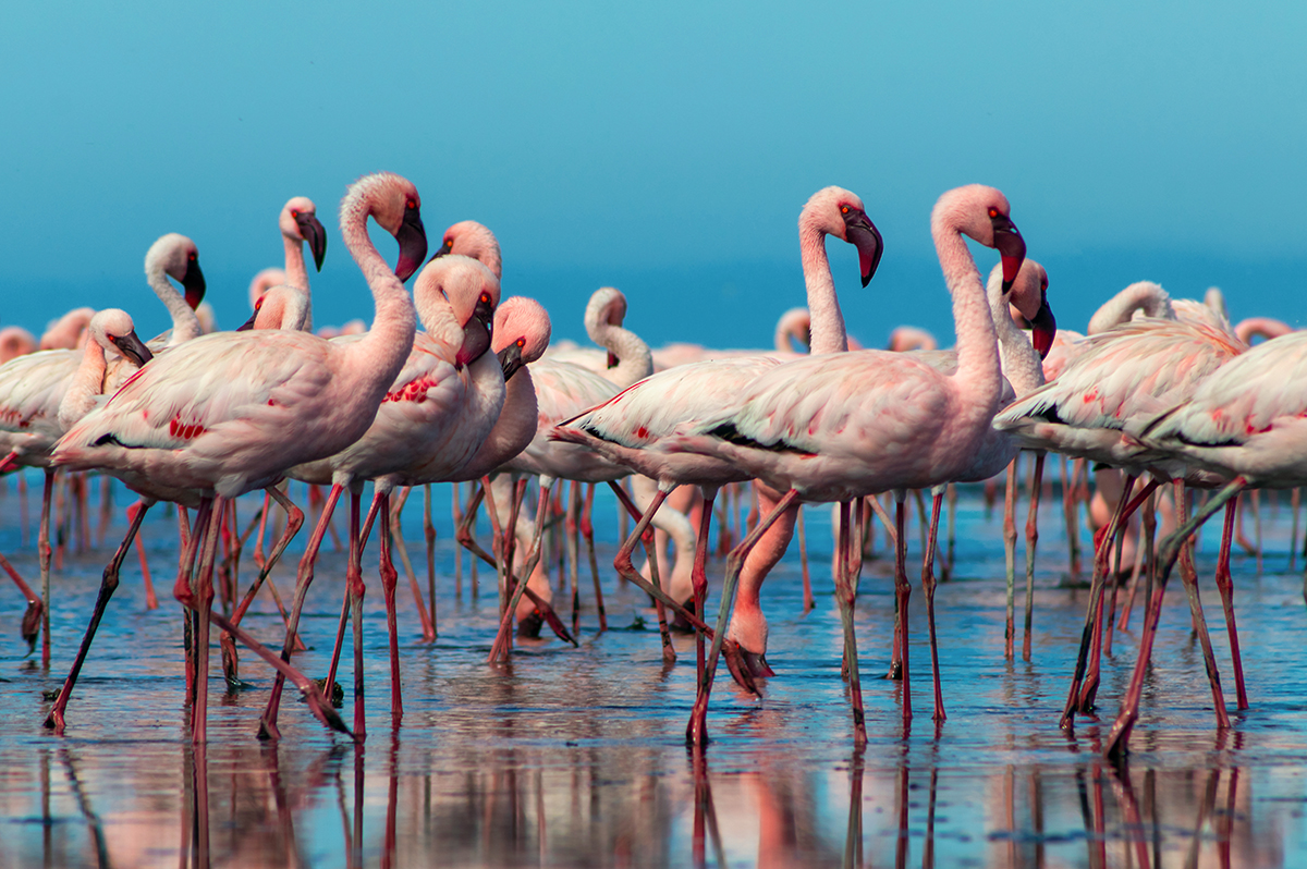 A group of flamingos standing in water