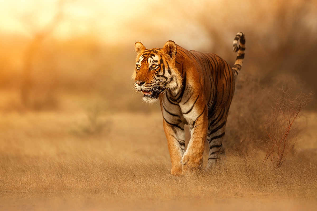 A tiger walking in a field