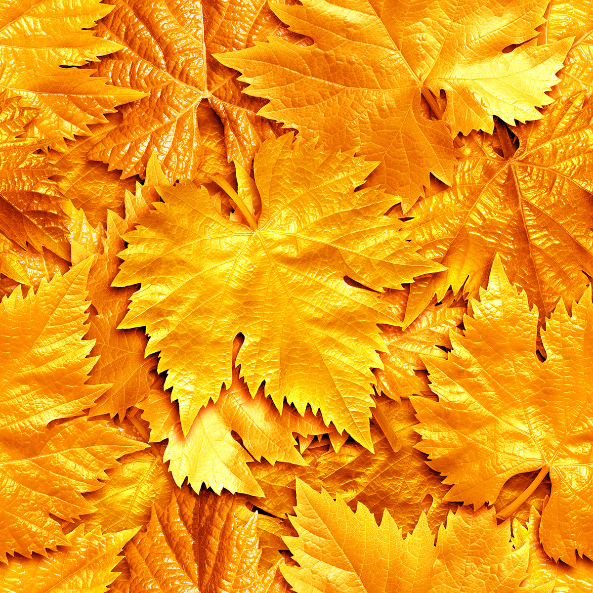 A pile of yellow leaves
