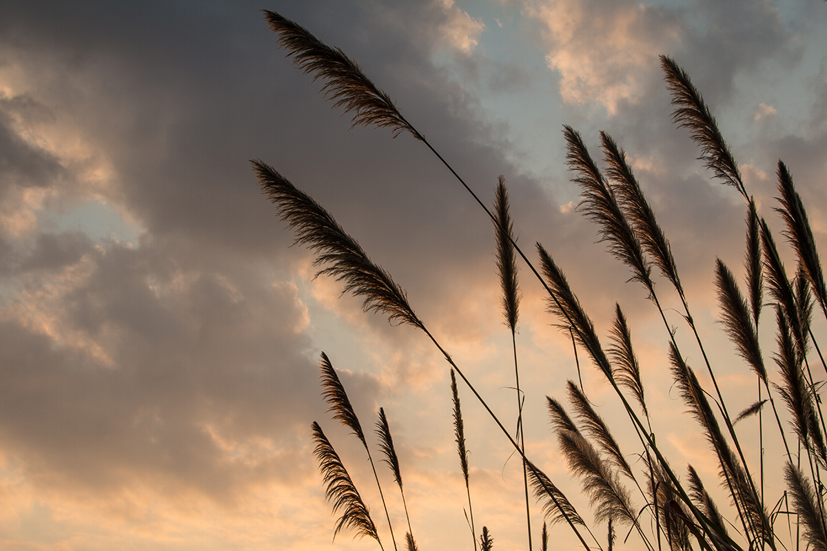 Tall grass blowing in the wind