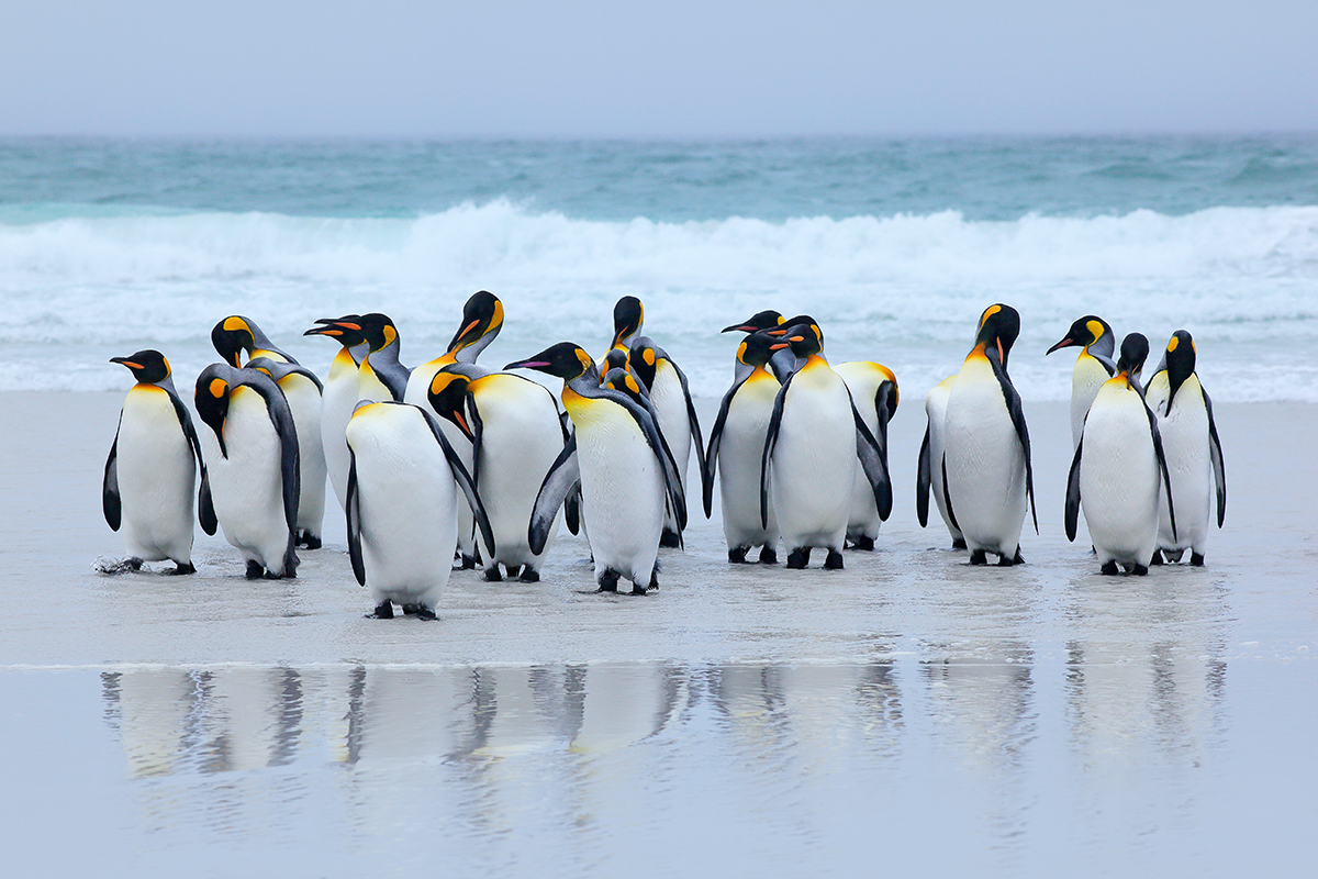 A group of penguins on a beach