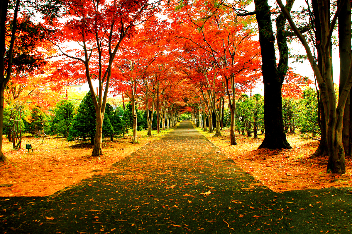 A path with trees and leaves on it