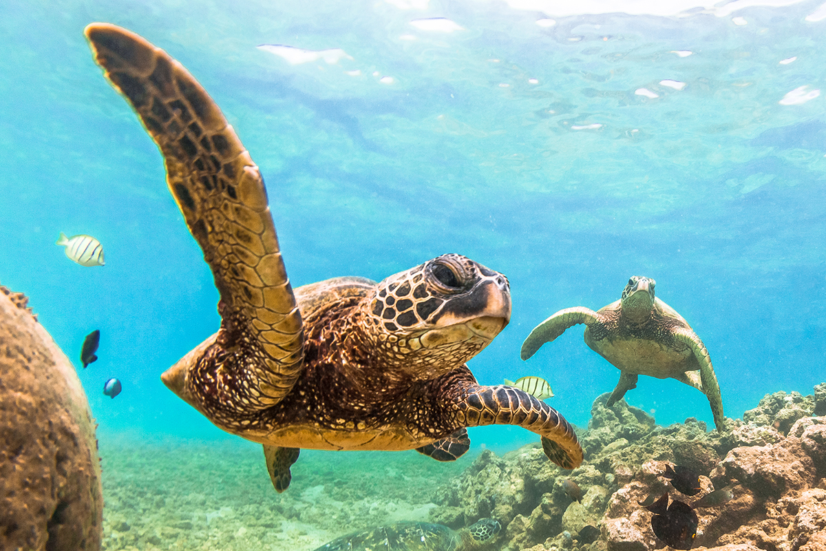 A turtle swimming in the water