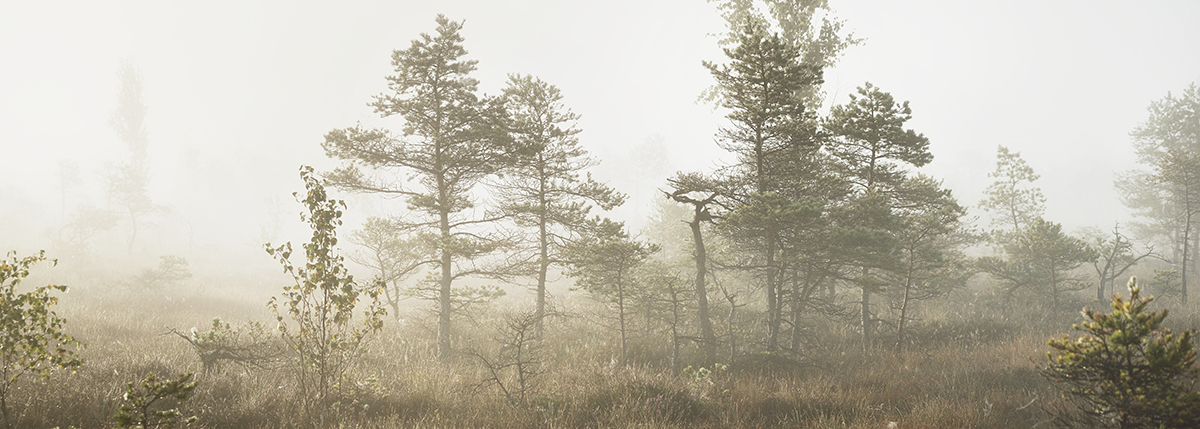 A foggy forest with trees