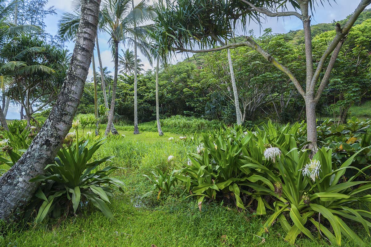 A green field with trees and plants