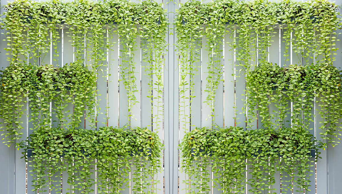 A wall with green plants growing on it