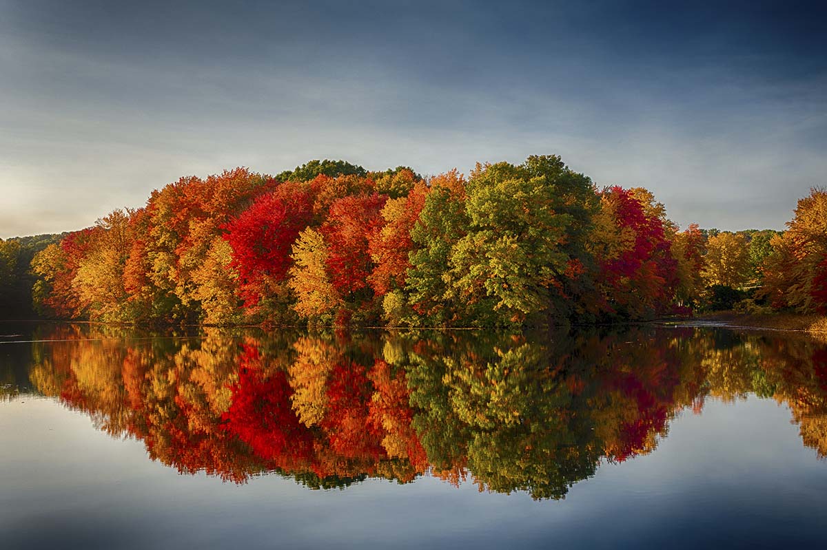 A group of trees with different colored leaves on the water