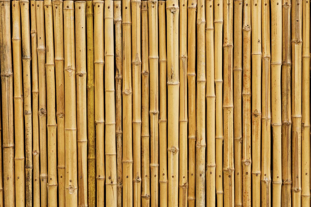 Bamboo Wallpaper for Walls