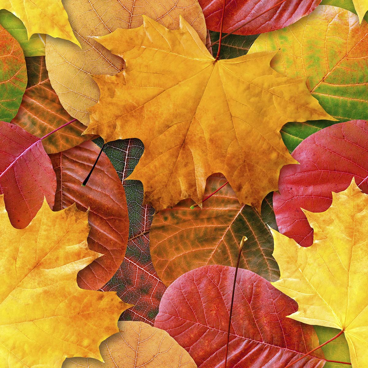 A group of colorful leaves