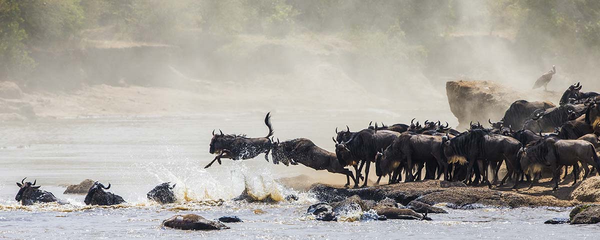 A group of wildebeest jumping into water