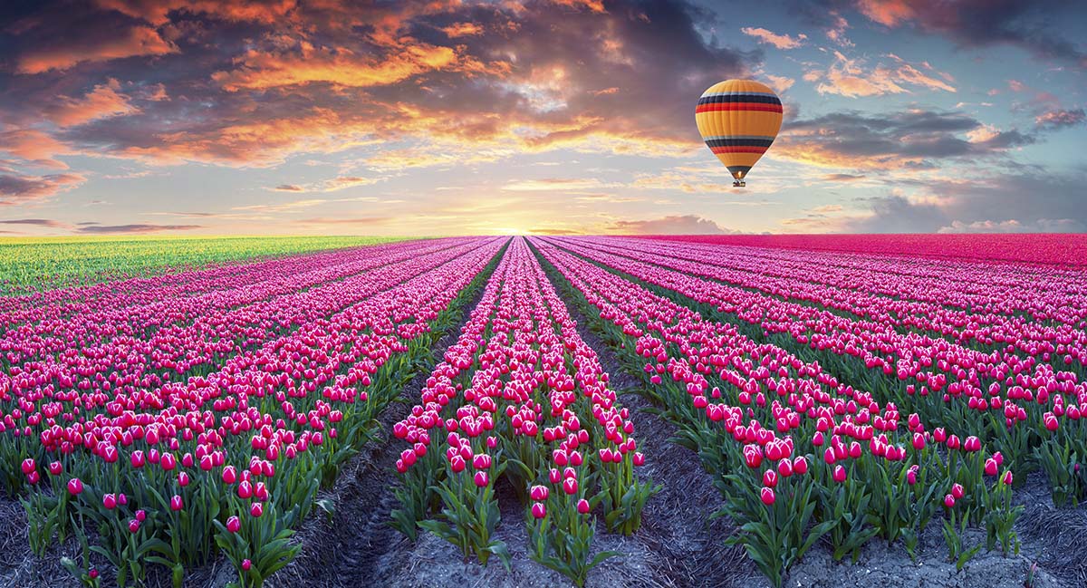 A hot air balloon flying over a field of tulips