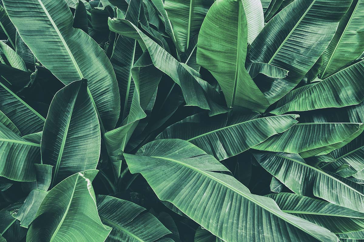 A large green leaves