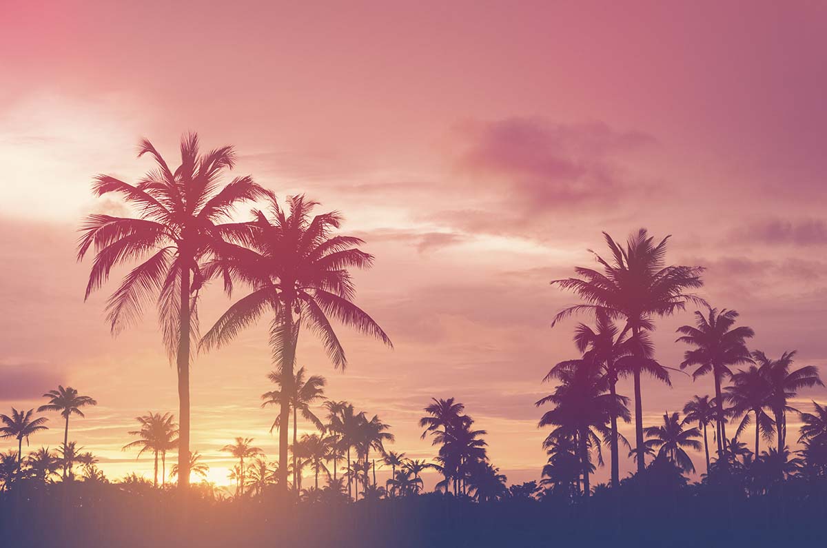 A group of palm trees with a pink sky