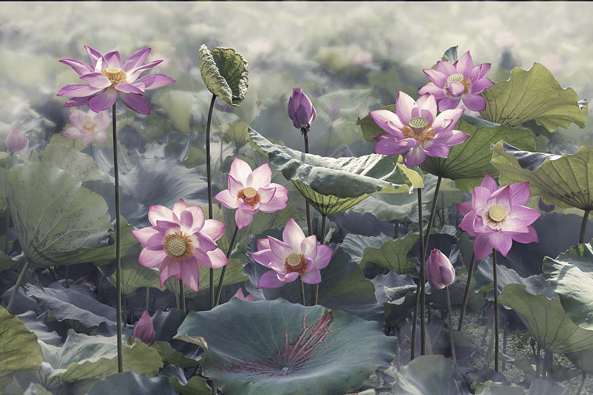 A group of pink flowers and green leaves