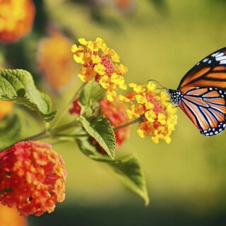 Beautiful Butterfly and Flower Wallpaper for Home