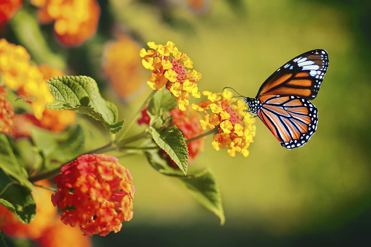 Beautiful Butterfly and Flower Wallpaper for Home