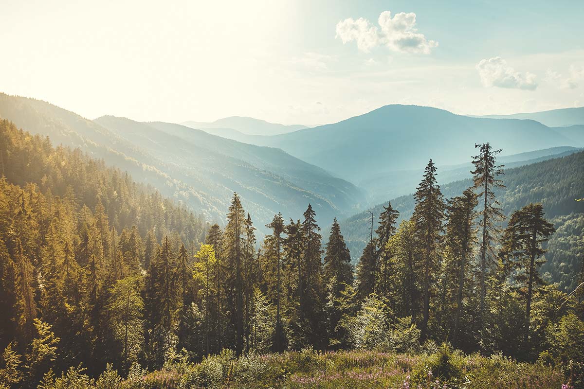 A landscape of a forest and mountains