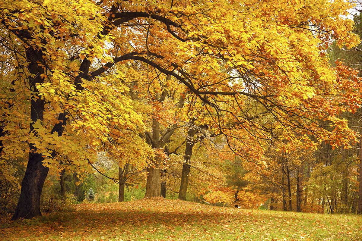 A tree with yellow leaves