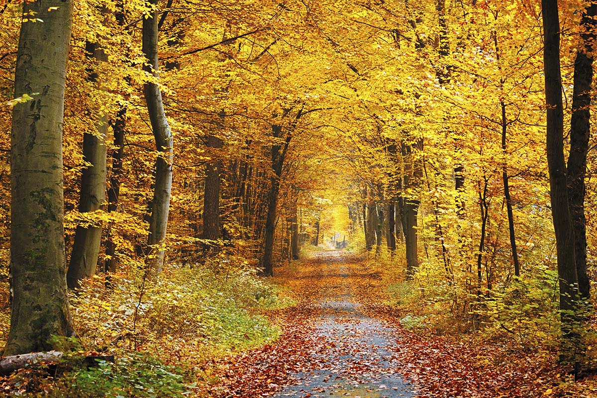 A path with yellow leaves on it