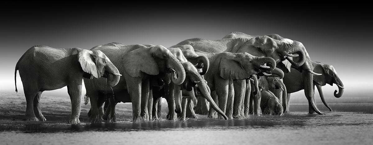 A group of elephants standing in water