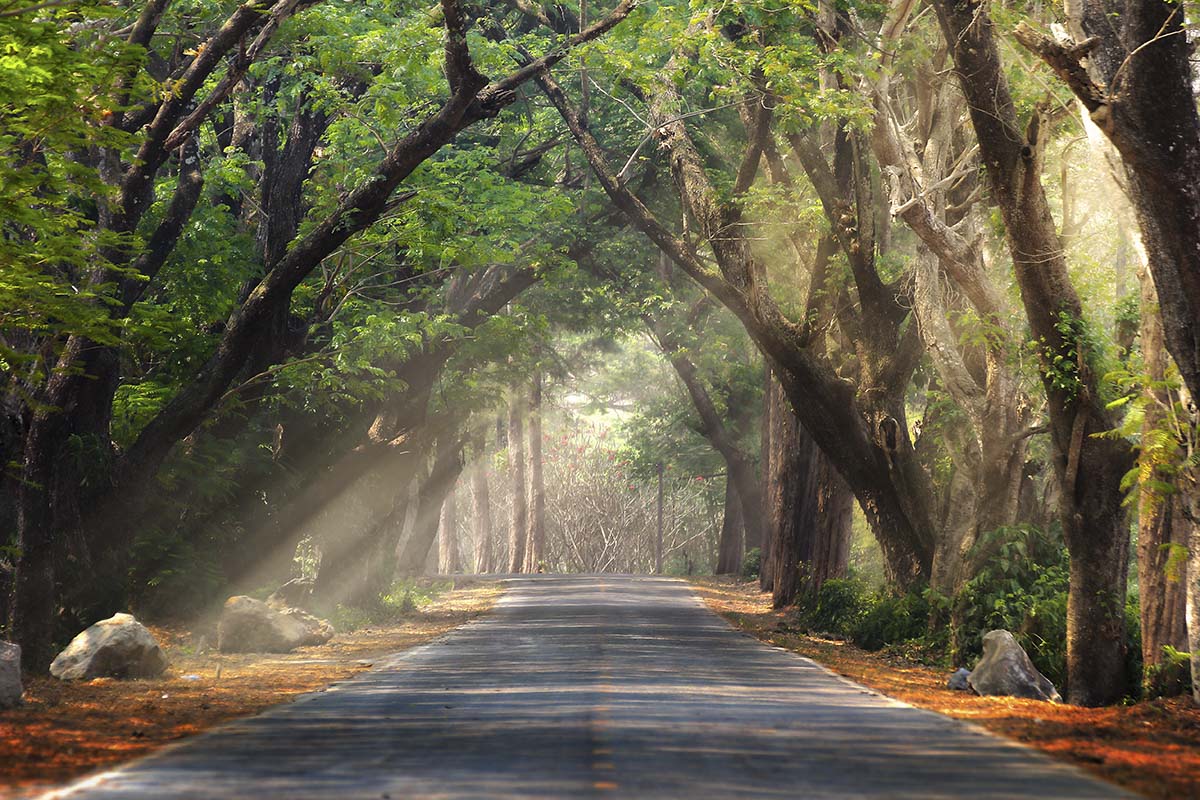 A road with trees and sun rays