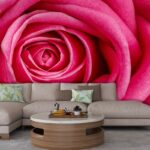 Pink Rose Wallpaper for Home