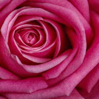 Pink Rose Wallpaper for Home