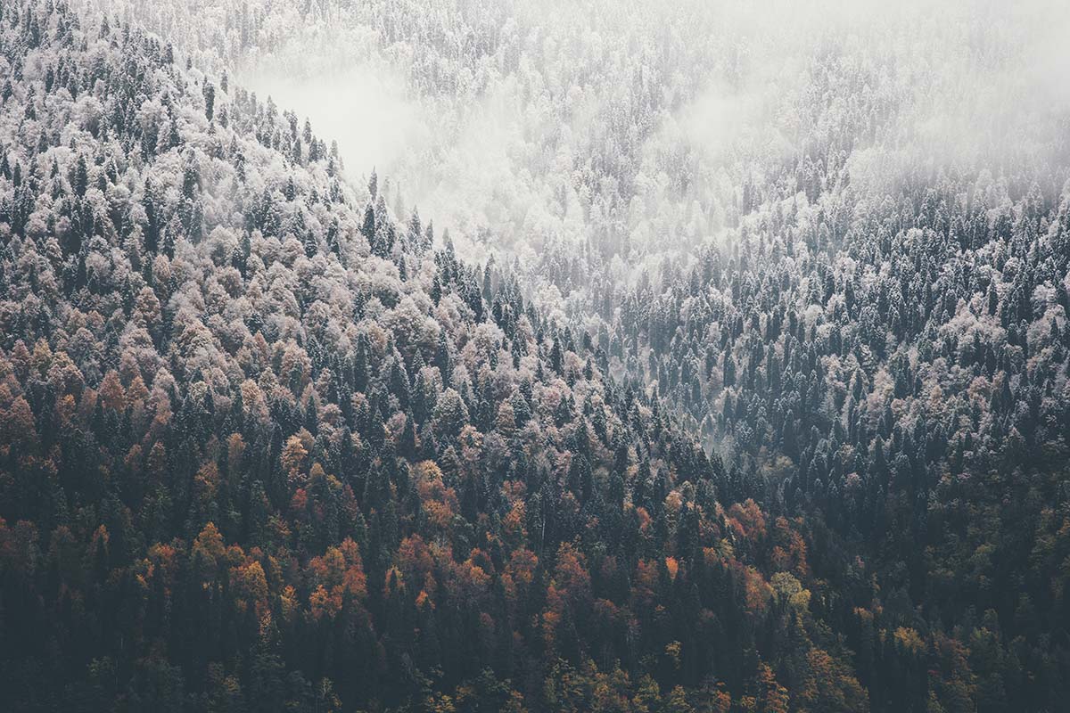 A snowy forest with trees