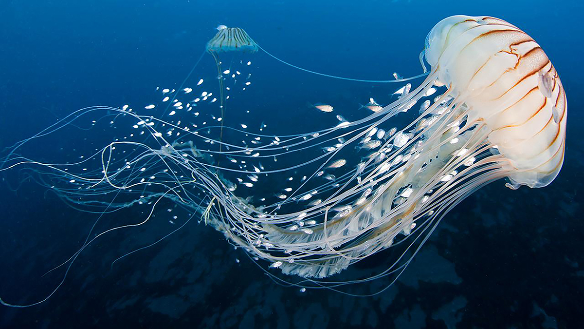 A jellyfish and fish swimming in the water