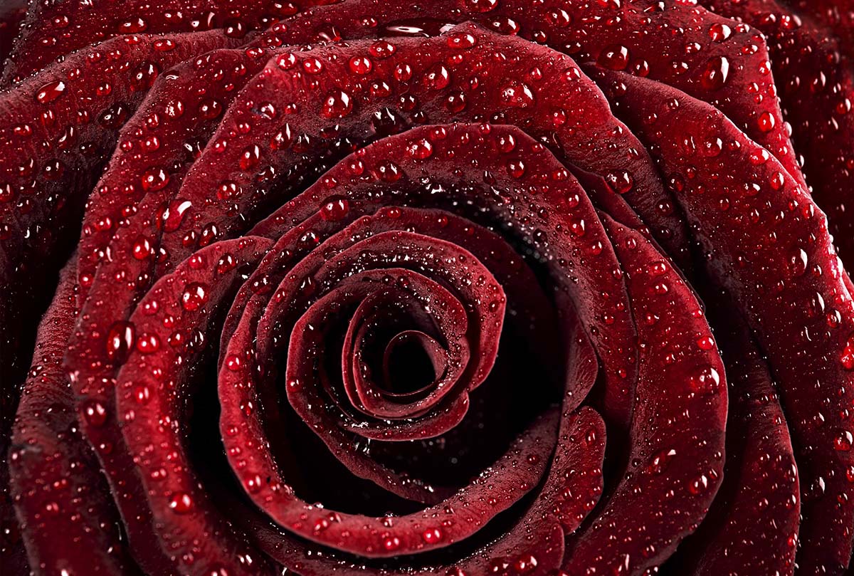 A close up of a rose