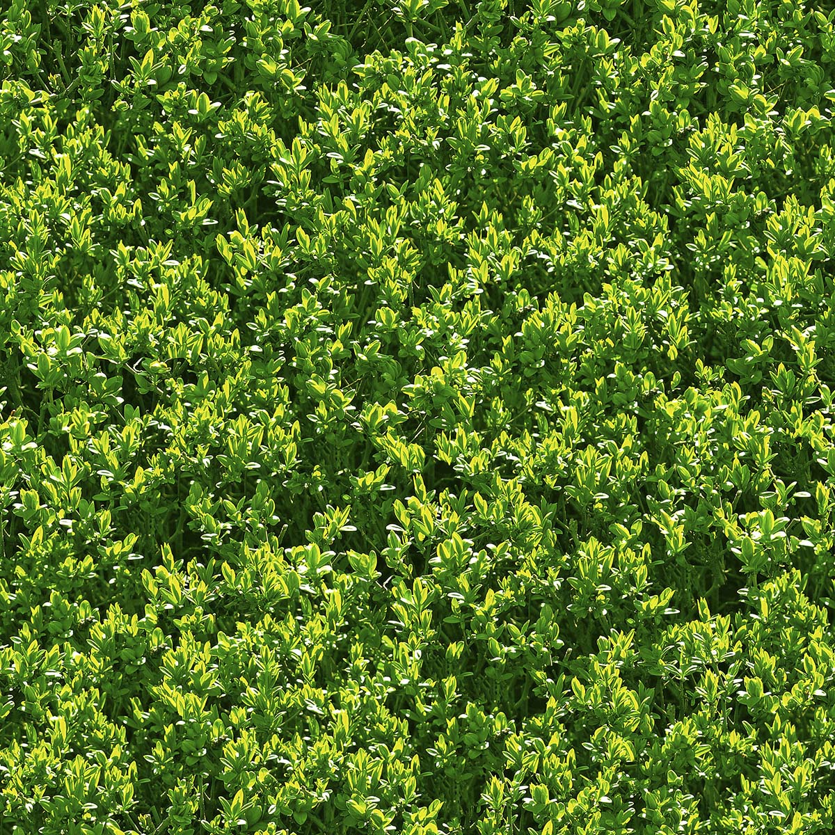 A close up of a green bush