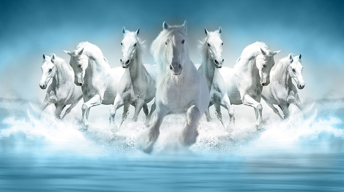 A group of white horses running through water