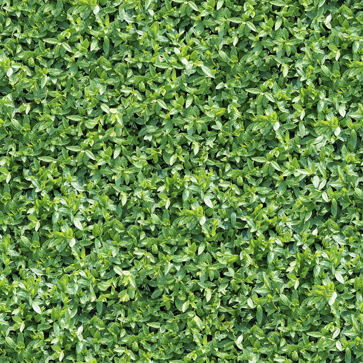 Botanical Greenery Leaves Wallpaper