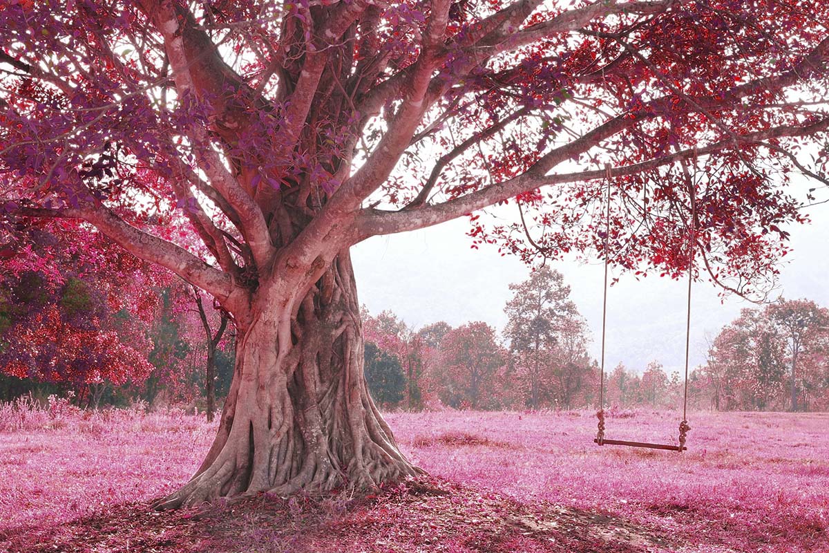 A tree with a swing in the middle of it