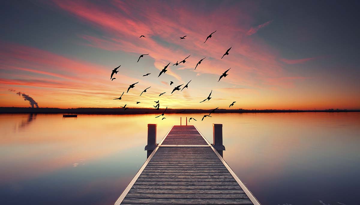 A group of birds flying over a dock